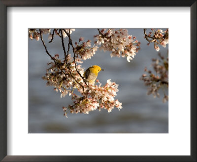 Prothonotary Warbler On A Blooming Cherry Tree Branch by Charles Kogod Pricing Limited Edition Print image