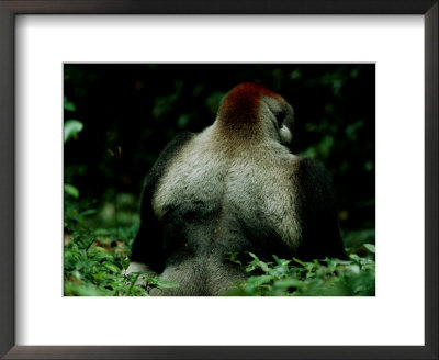 Photo Of A Western Lowland Gorilla (Gorilla Gorilla Gorilla) With His Silverback To The Camera by Michael Nichols Pricing Limited Edition Print image