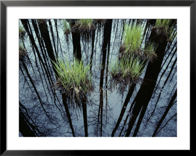 Clumps Of Grass In Water Reflecting Forest Trees by Mattias Klum Pricing Limited Edition Print image