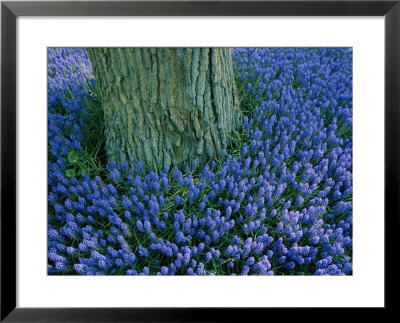 The Base Of A Tree Trunk Is Surrounded By Lavender Muscari Inside The Keukenhof Flower Park by Sisse Brimberg Pricing Limited Edition Print image