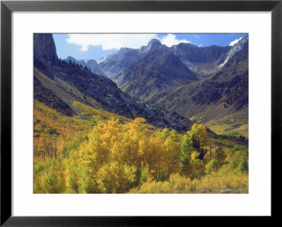 Aspen Trees In Autumn Color In The Mcgee Creek Area, Sierra Nevada Mountains, California, Usa by Christopher Talbot Frank Pricing Limited Edition Print image