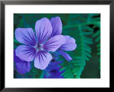 Wild Geraniums Of The Aleutian Islands, Alaska, Usa by Darrell Gulin Pricing Limited Edition Print image