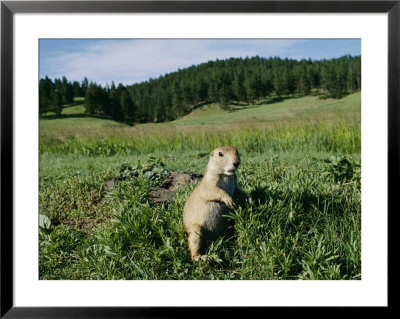 Black-Tailed Prairie Dog By Its Burrow by Raymond Gehman Pricing Limited Edition Print image