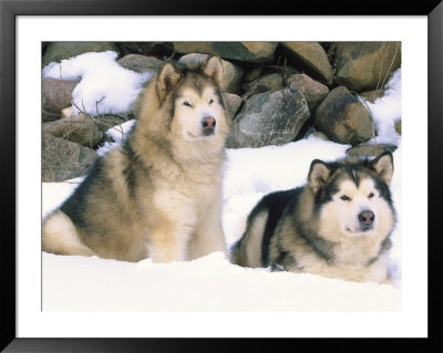 Alaskan Malamutes In The Snow by Lynn M. Stone Pricing Limited Edition Print image