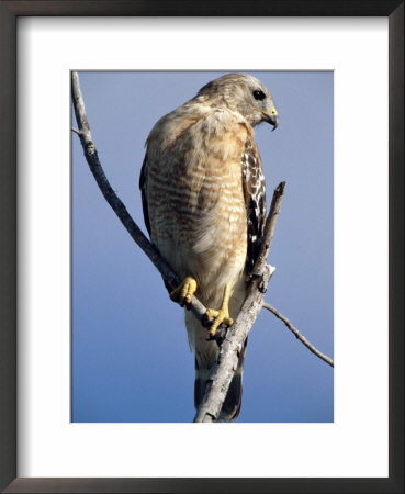 Red-Shouldered Hawk Sitting On A Branch by Fogstock Llc Pricing Limited Edition Print image