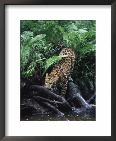 Amur Leopard, Panthera P Orientalis, Endangered by Robert Franz Pricing Limited Edition Print image