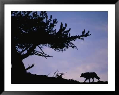 Silhouetted Wolf In Yellowstone National Park by Joel Sartore Pricing Limited Edition Print image