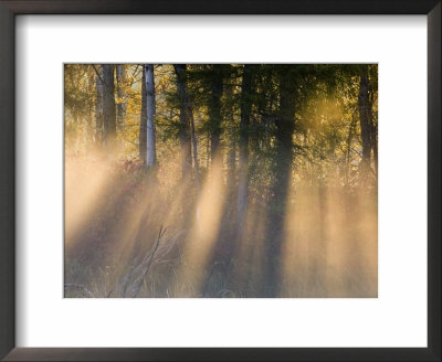 Foggy Sunrise At Tamarac National Wildlife Refuge, Near Detroit Lakes, Minnesota, Usa by Chuck Haney Pricing Limited Edition Print image