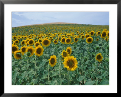 Sunflower Field, Provence, France by Gavriel Jecan Pricing Limited Edition Print image