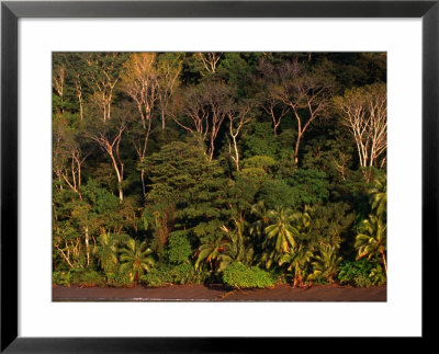 Tropical Rainforest, Corcovado National Park, Puntarenas, Costa Rica by Ralph Lee Hopkins Pricing Limited Edition Print image