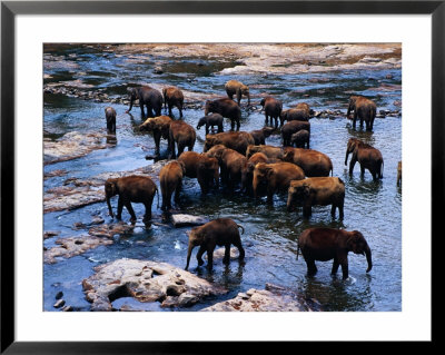 Elephants Bathing In River, Pinnewala Elephant Orphanage, Sri Lanka by Richard I'anson Pricing Limited Edition Print image