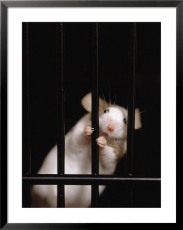 Mouse Behind Bars by Rudi Von Briel Pricing Limited Edition Print image