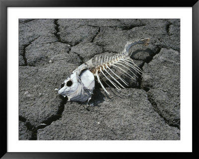 Dead Carp From Pollution On Dry Mud by Frank Staub Pricing Limited Edition Print image