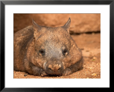 Southern Hairy-Nosed Wombat, Australia by David Wall Pricing Limited Edition Print image