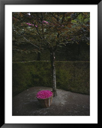 Flowering Tree And Basket Of Flowers by O. Louis Mazzatenta Pricing Limited Edition Print image