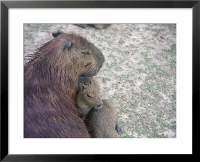 Capybara Mother Protects Her Young, Amazon, Peru by Jeff Randall Pricing Limited Edition Print image
