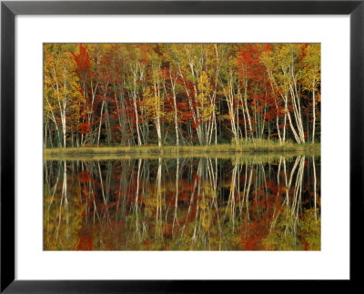 Fall Foliage And Birch Reflections, Hiawatha National Forest, Michigan, Usa by Claudia Adams Pricing Limited Edition Print image