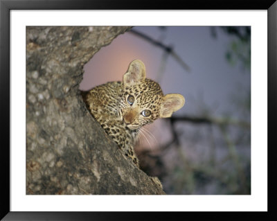 Baby Leopard Peeks Out From Behind A Tree Trunk by Kim Wolhuter Pricing Limited Edition Print image
