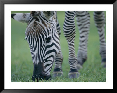 Close View Of A Grants Zebra Grazing by Joel Sartore Pricing Limited Edition Print image