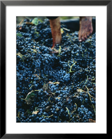 Stomping Grapes To Make Wine On A Collective Farm In Algeria by Thomas J. Abercrombie Pricing Limited Edition Print image