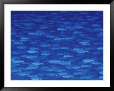 A Large School Of Fusilier Fish by Bill Curtsinger Pricing Limited Edition Print image