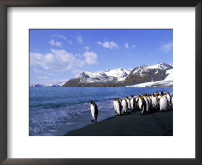 King Penguins At Waters Edge With Mountians by A Zuckerman-Vdovenko Pricing Limited Edition Print image