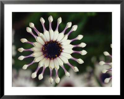 A Close View Of A Pink South African Daisy by Jonathan Blair Pricing Limited Edition Print image
