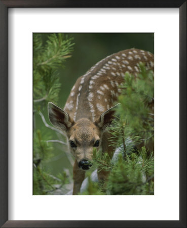 A Mule Deer Fawn Peeks Through Branches Of An Evergreen Tree by Tom Murphy Pricing Limited Edition Print image