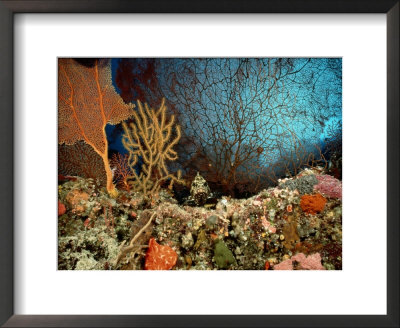 A Coral Scene With Grouper Fish by Wolcott Henry Pricing Limited Edition Print image