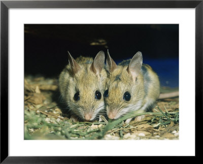 Two Spinifex Hopping Mice Huddle Together To Keep Warm by Jason Edwards Pricing Limited Edition Print image