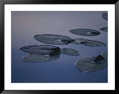 Lily Pads Float On A Still Body Of Water by Raul Touzon Pricing Limited Edition Print image
