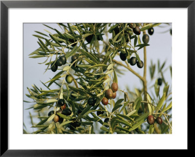 Close View Of Olive Tree Branches by Joe Scherschel Pricing Limited Edition Print image