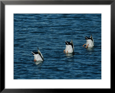 Mallard Ducks Submerge Their Heads To Feed On Aquatic Plants by Michael S. Quinton Pricing Limited Edition Print image