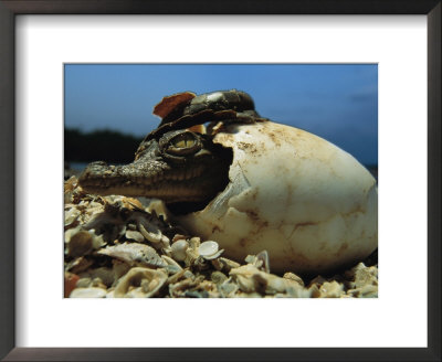 A Close View Of An American Crocodile Emerging From Its Egg Shell by Steve Winter Pricing Limited Edition Print image