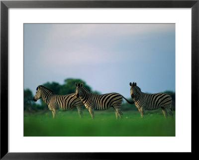 Portrait Of Three Zebras In Profile by Beverly Joubert Pricing Limited Edition Print image