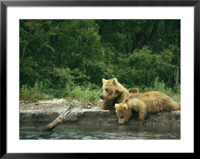 Brown Bear Cubs Resting On A River Bank by Klaus Nigge Pricing Limited Edition Print image