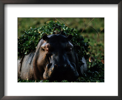 Hippopotamus With Duckweed On Its Back by Chris Johns Pricing Limited Edition Print image