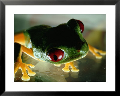 Close-Up Of A Red-Eyed Tree Frog by Paul Zahl Pricing Limited Edition Print image