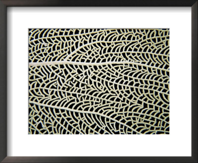 A Close View Of A Sea Fan by Heather Perry Pricing Limited Edition Print image