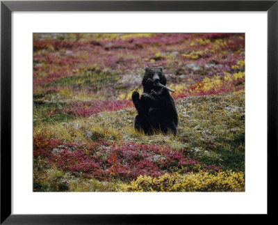 A Grizzly Sits On Its Haunches With A Stick In Its Mouth In An Autumn-Colored Meadow by Joel Sartore Pricing Limited Edition Print image