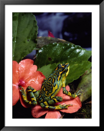 A Tiny Adult Painted Toad by George Grall Pricing Limited Edition Print image