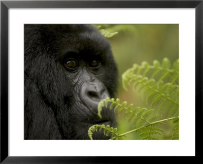 Endangered Mountain Gorilla (Gorilla Gorilla Beringei), Close-Up Face by Roy Toft Pricing Limited Edition Print image