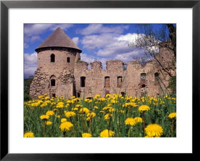 Dandelions Surround Cesis Castle, Latvia by Janis Miglavs Pricing Limited Edition Print image