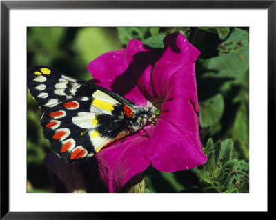 A Butterfly Lands On A Pink Flower by Jonathan Blair Pricing Limited Edition Print image