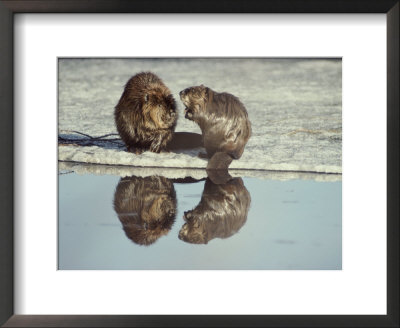 A Pair Of Beavers Reflected On The Surface Of A Thawing Lake by Paul Nicklen Pricing Limited Edition Print image