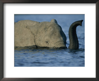 A Young Elephant Swims Across The Chobe River by Chris Johns Pricing Limited Edition Print image