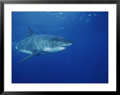 A Great White Shark Swims Through The Waters Off Guadalupe Island by Brian J. Skerry Pricing Limited Edition Print image
