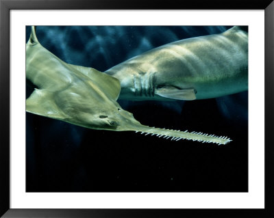 A Sawfish Swims By A Sand Tiger Shark by George Grall Pricing Limited Edition Print image
