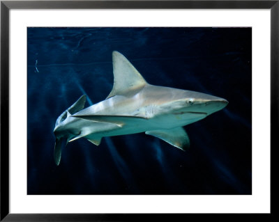 Captive Sandbar Shark by George Grall Pricing Limited Edition Print image