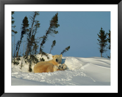 This Female Polar Bear (Ursus Maritimus) Nestles With Her Three Cubs In The Familys Snow Alcove by Norbert Rosing Pricing Limited Edition Print image